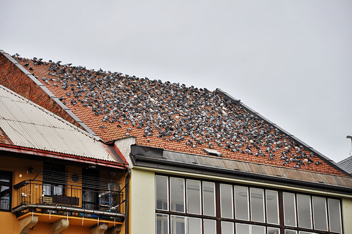A2B Pest Control are able to install spikes to deter birds from roofs in Dalton In Furness. 