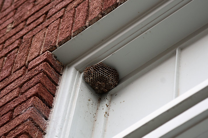 We provide a wasp nest removal service for domestic and commercial properties in Dalton In Furness.